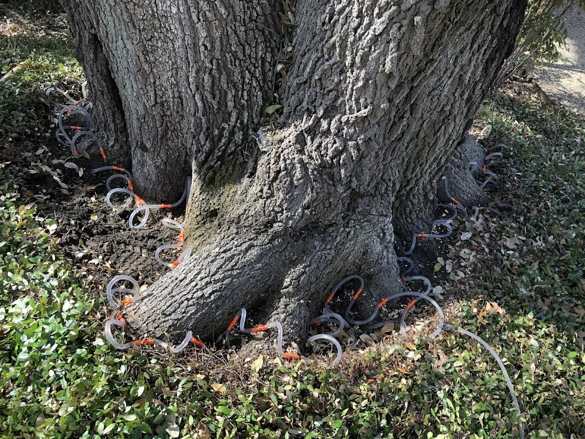 Detailed Tree Cabling and Bracing job site in New Richmond